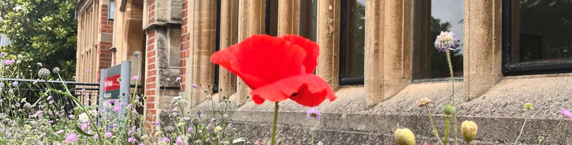 Park House Wildflowers