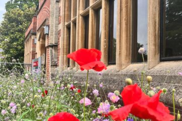 Park House Wildflowers