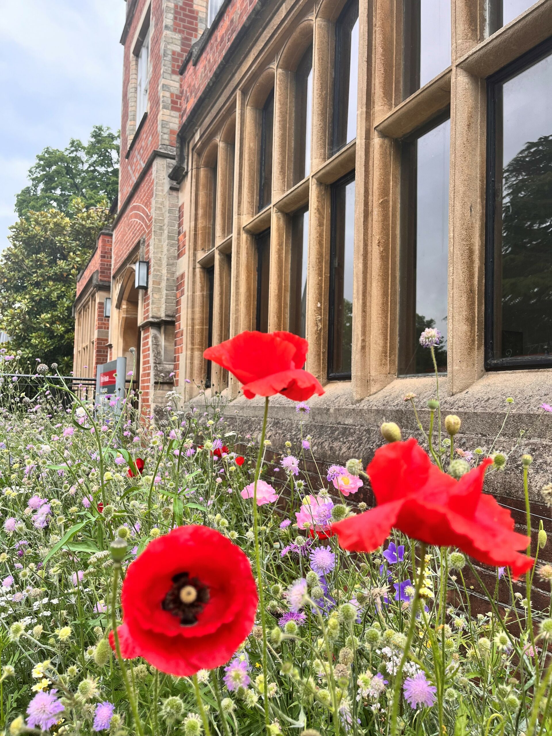 Park House Wildflowers